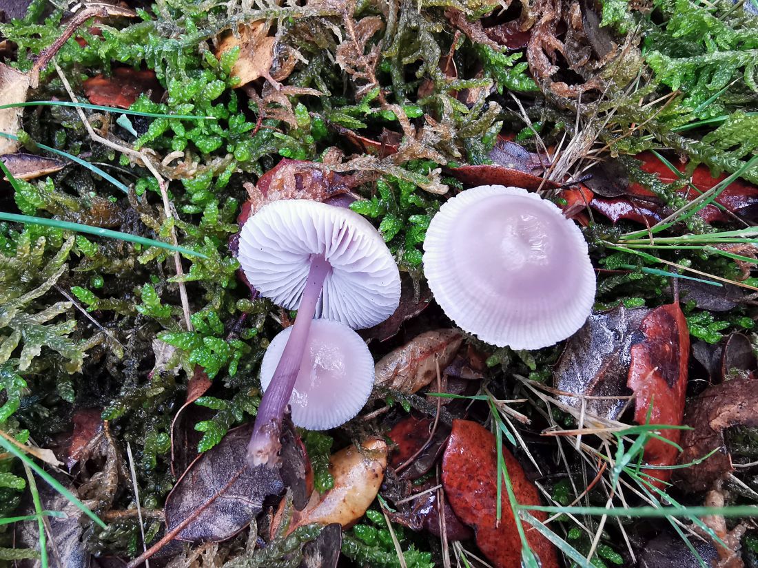 Mycena pura