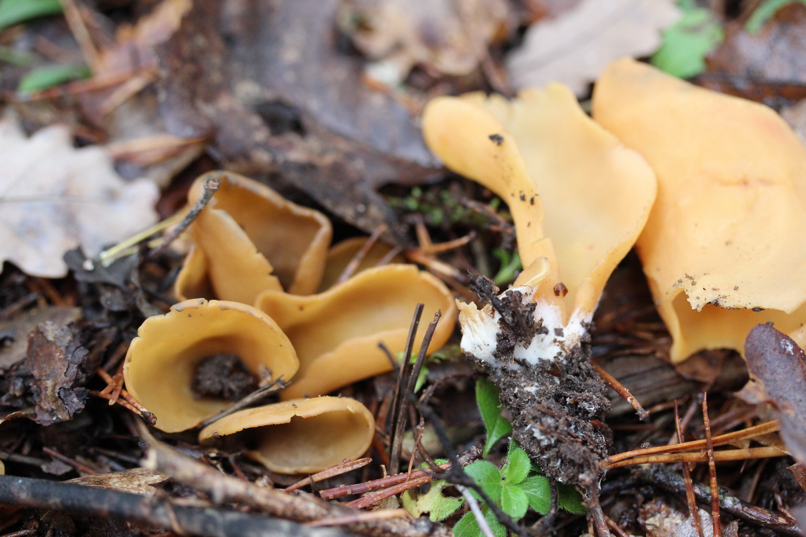 Flavoscypha cantharella