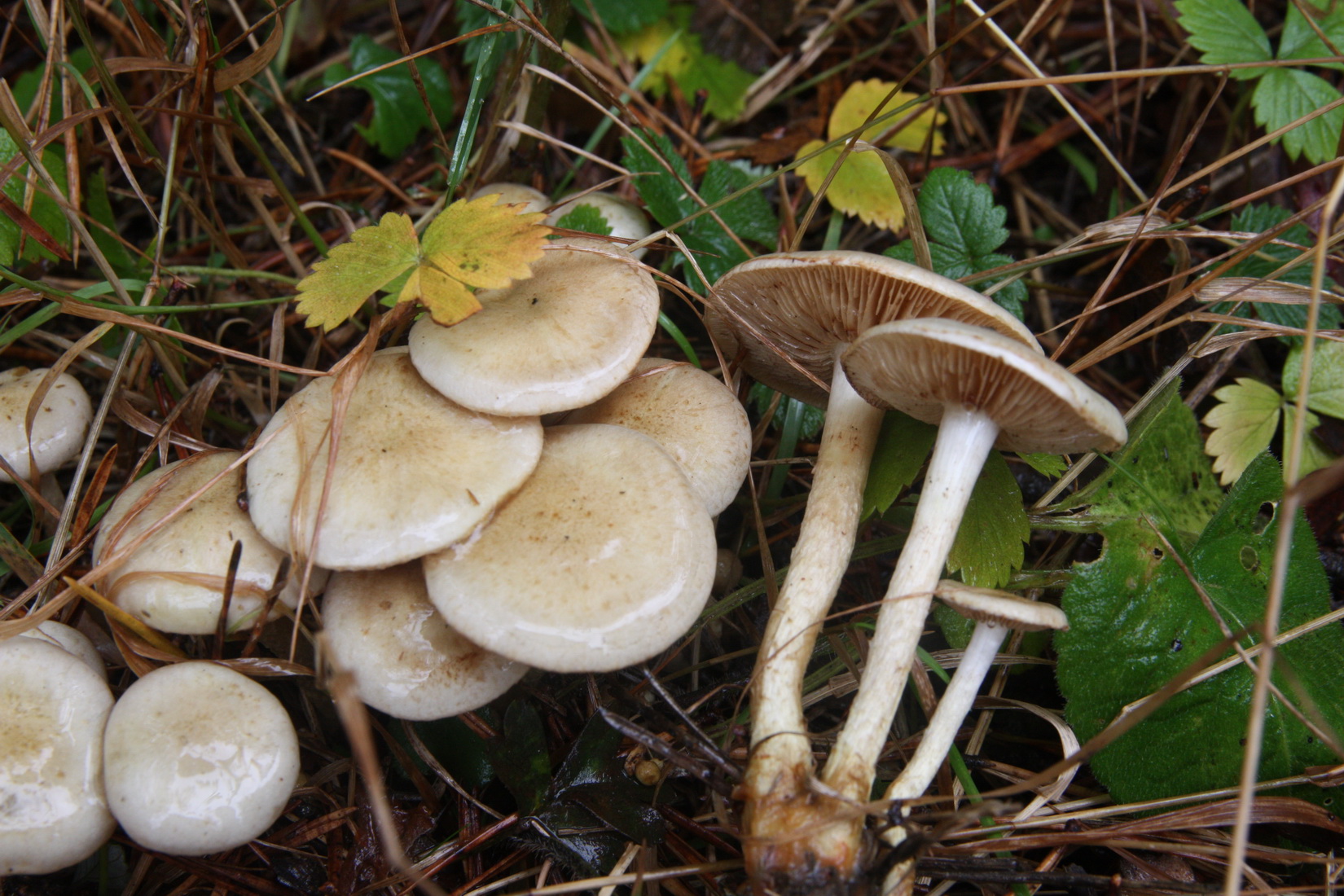 Pholiota gummosa