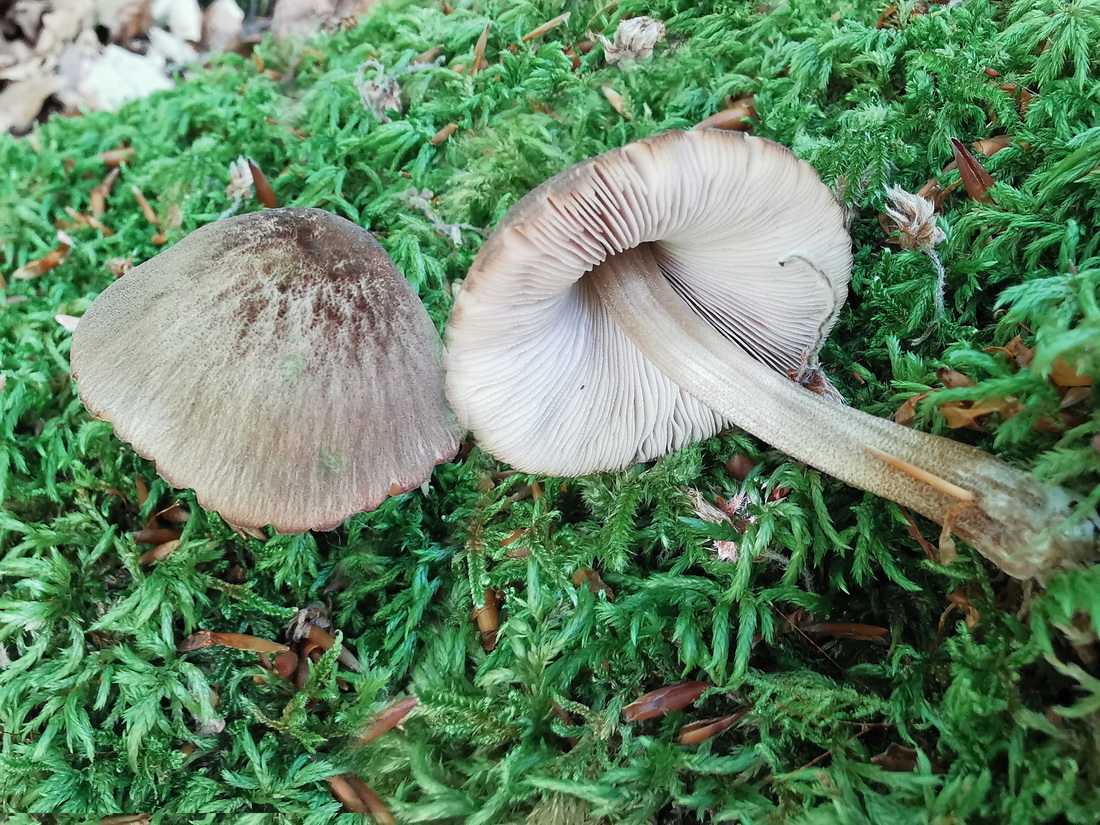 Pluteus plautus