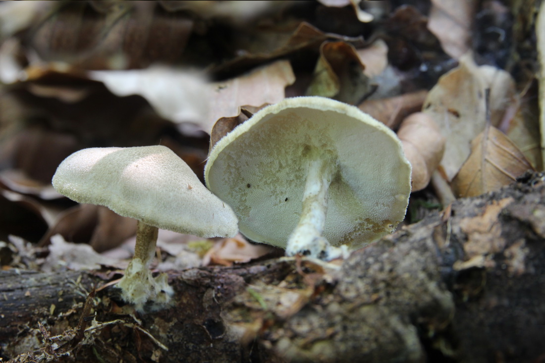 Lentinus substrictus