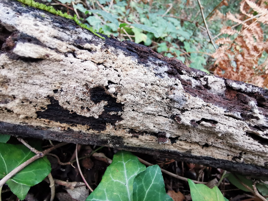 Botryobasidium isabellinum