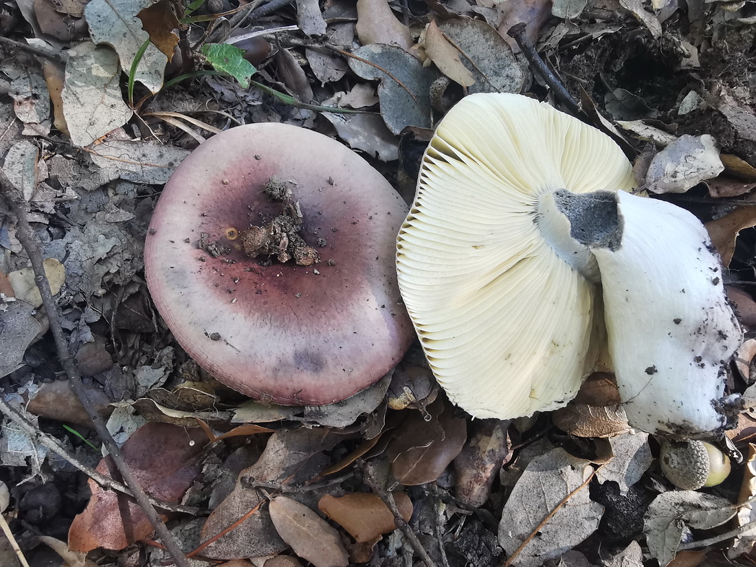 Russula seperina