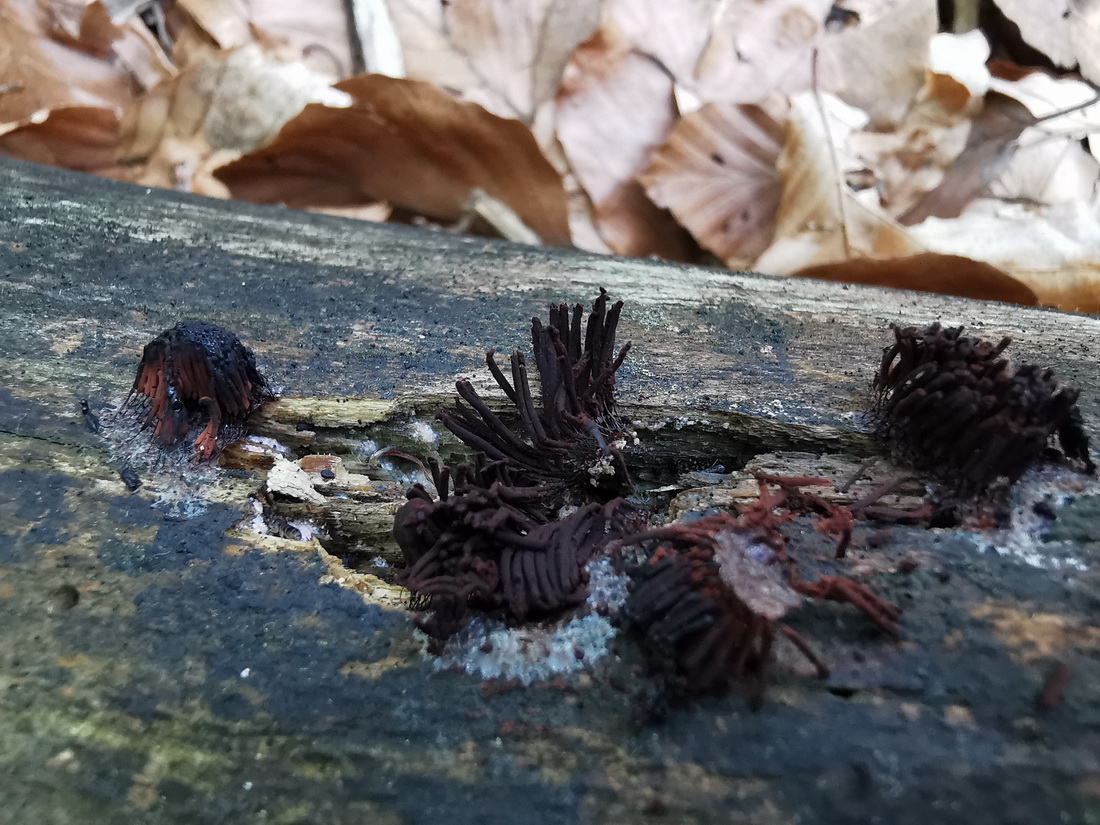Stemonitis axifera