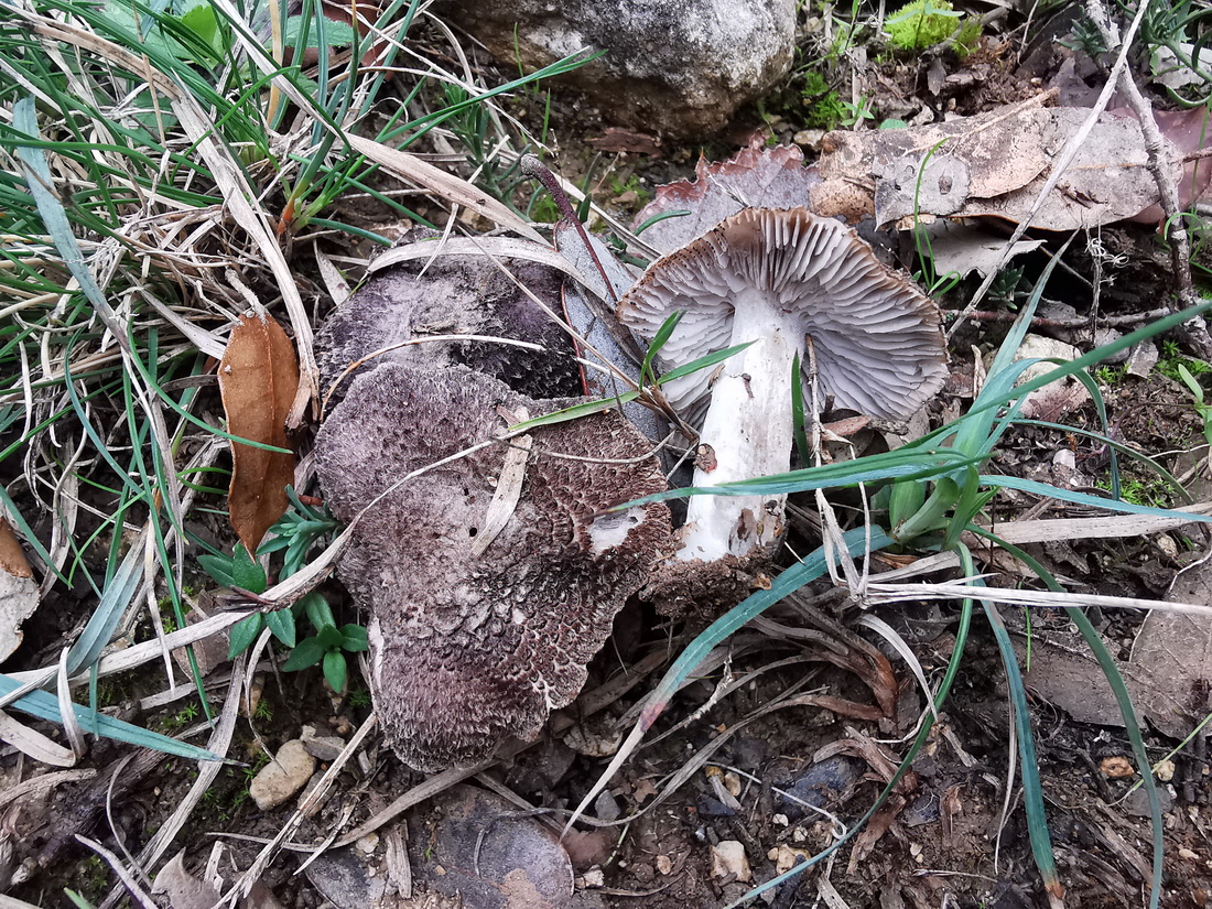 Tricholoma gausapatum