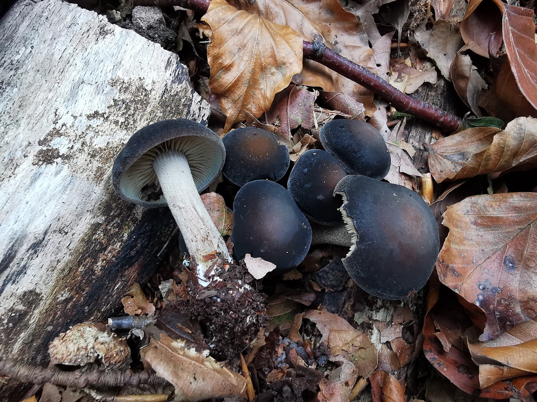 Agrocybe firma