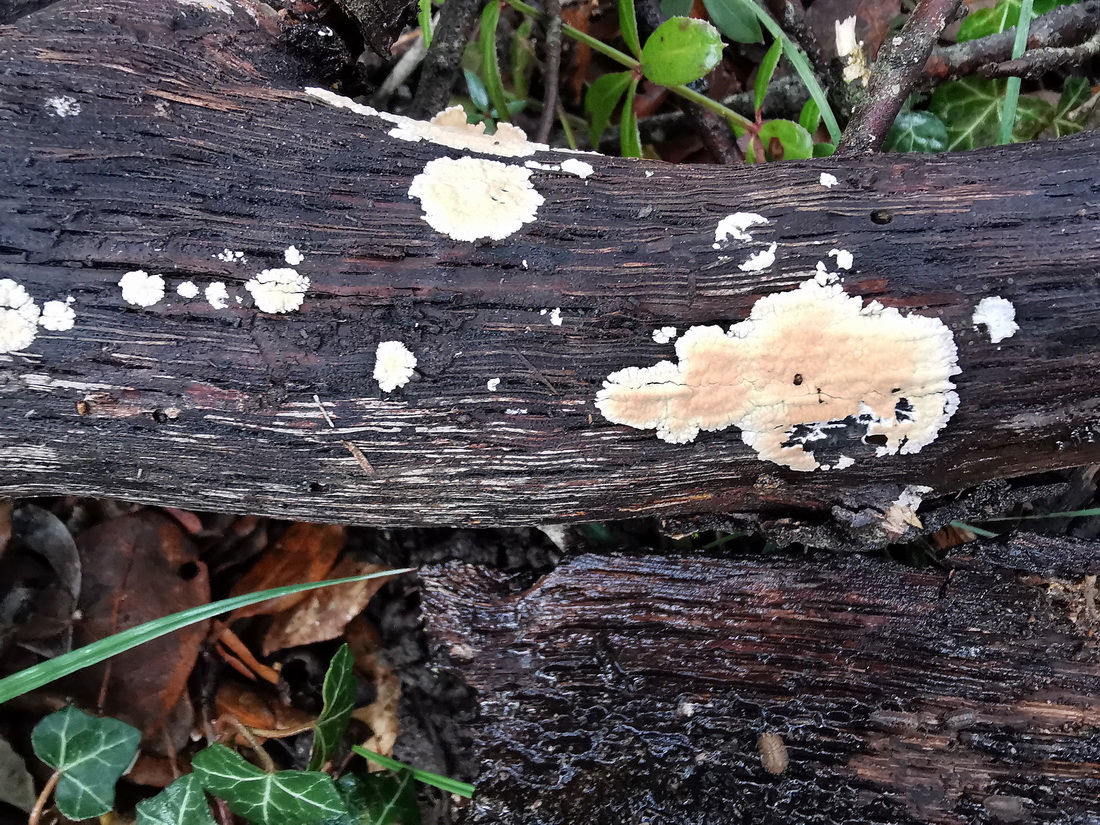 Cylindrobasidium evolvens