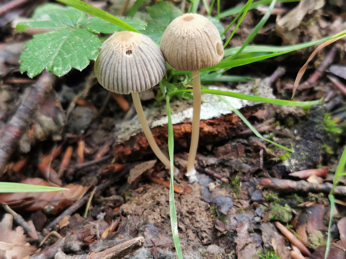 Parasola galericuliformis
