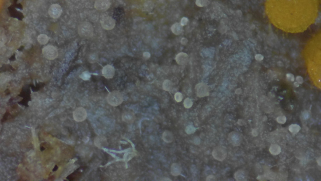 Coprotus granuliformis