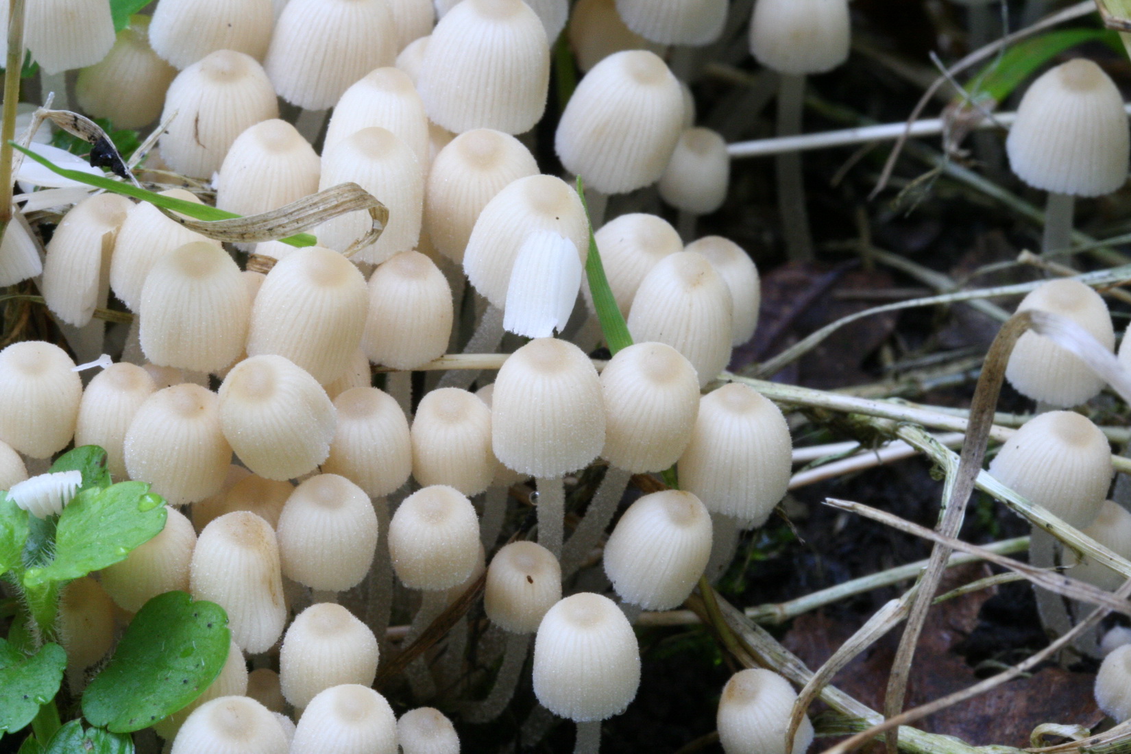 Coprinellus disseminatus
