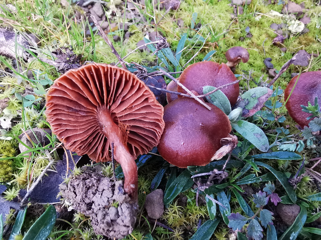 Cortinarius cruentus
