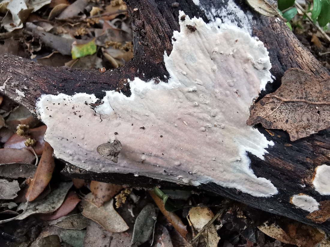 Scytinostroma hemidichophyticum