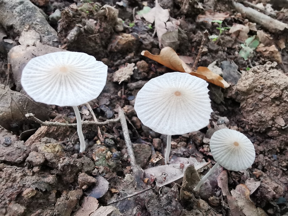 Ephemerocybe subdisseminata