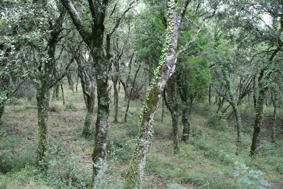 Paseo micológico otoñal por los carrascales de Uterga