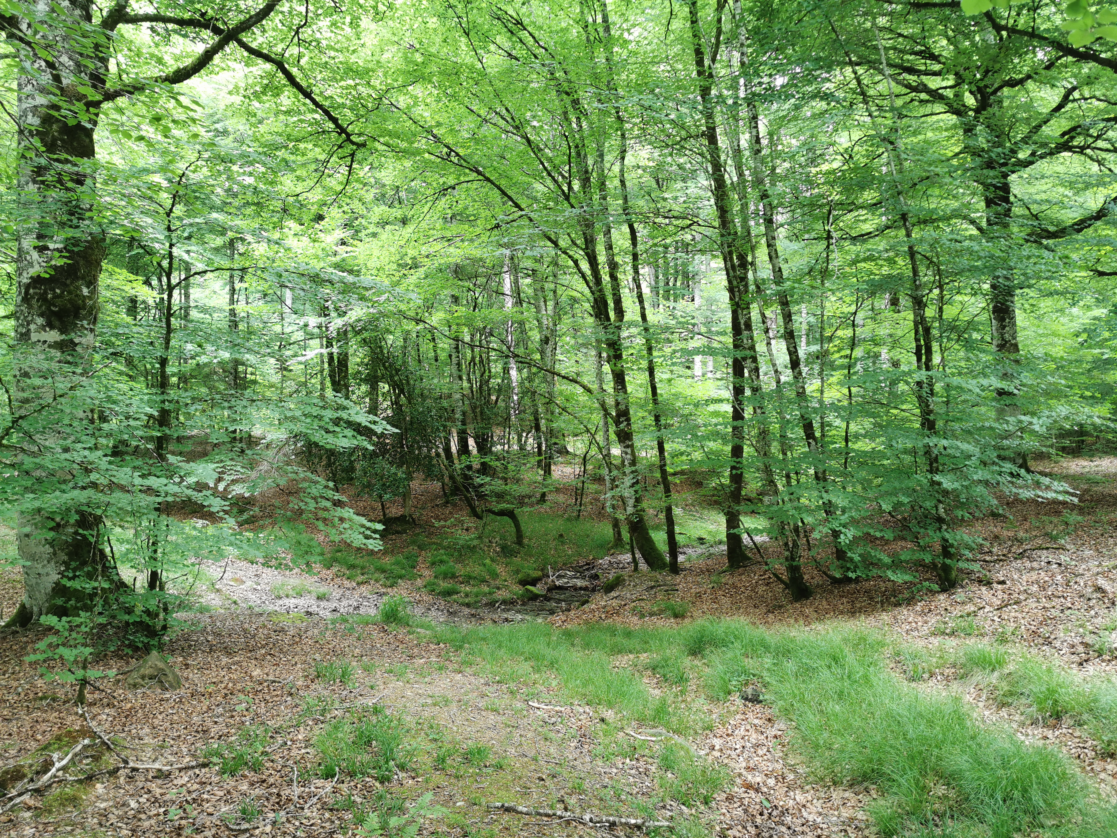 Imagen de la ruta Paseo micológico primaveral por los hayedos de Sorogain (Erro)