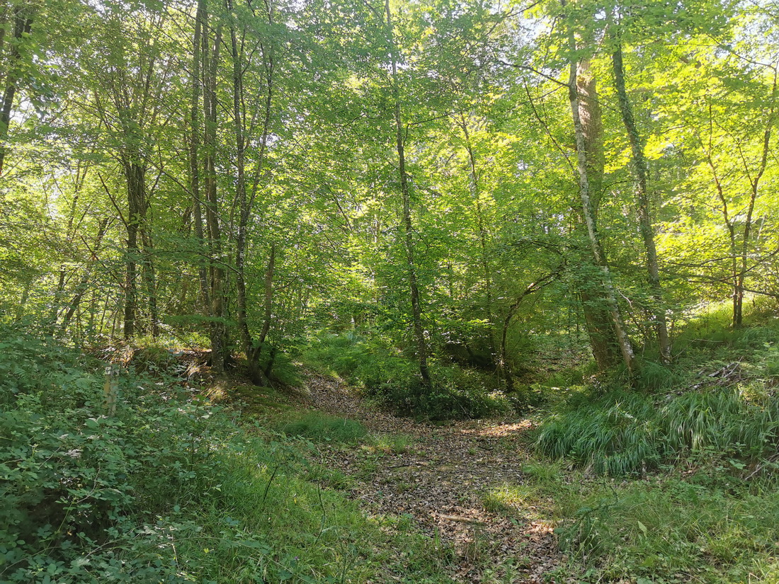 Imagen de la ruta Paseo micológico estival por los hayedos de Eraso (Imotz)