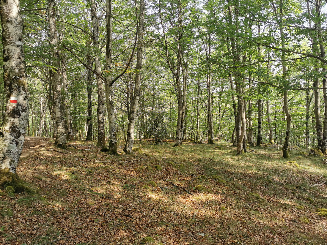 Imagen de la ruta Paseo micológico estival por los hayedos de Goldáratz (Imotz)