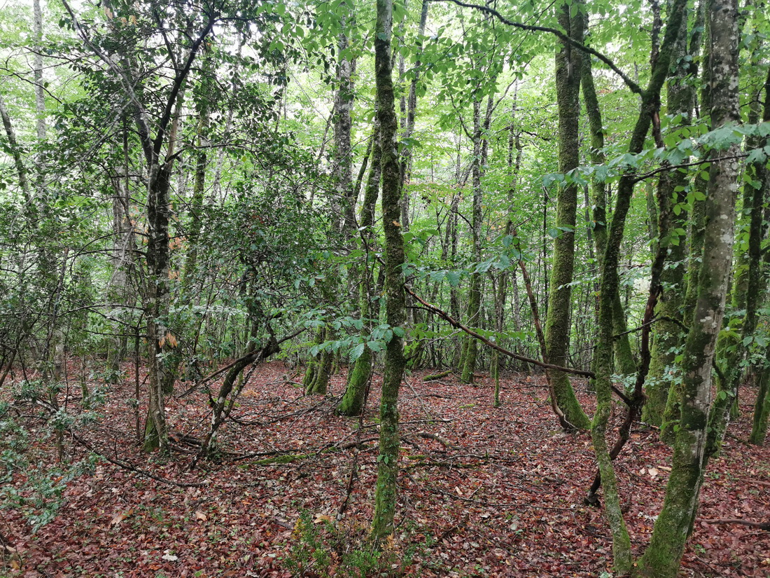 Imagen de la ruta Paseo micológico estival por los hayedos de Arraiz (Ulzama)