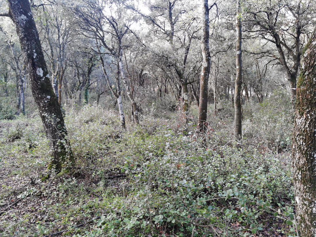 Paseo micológico otoñal por los carrascales de Ayegui
