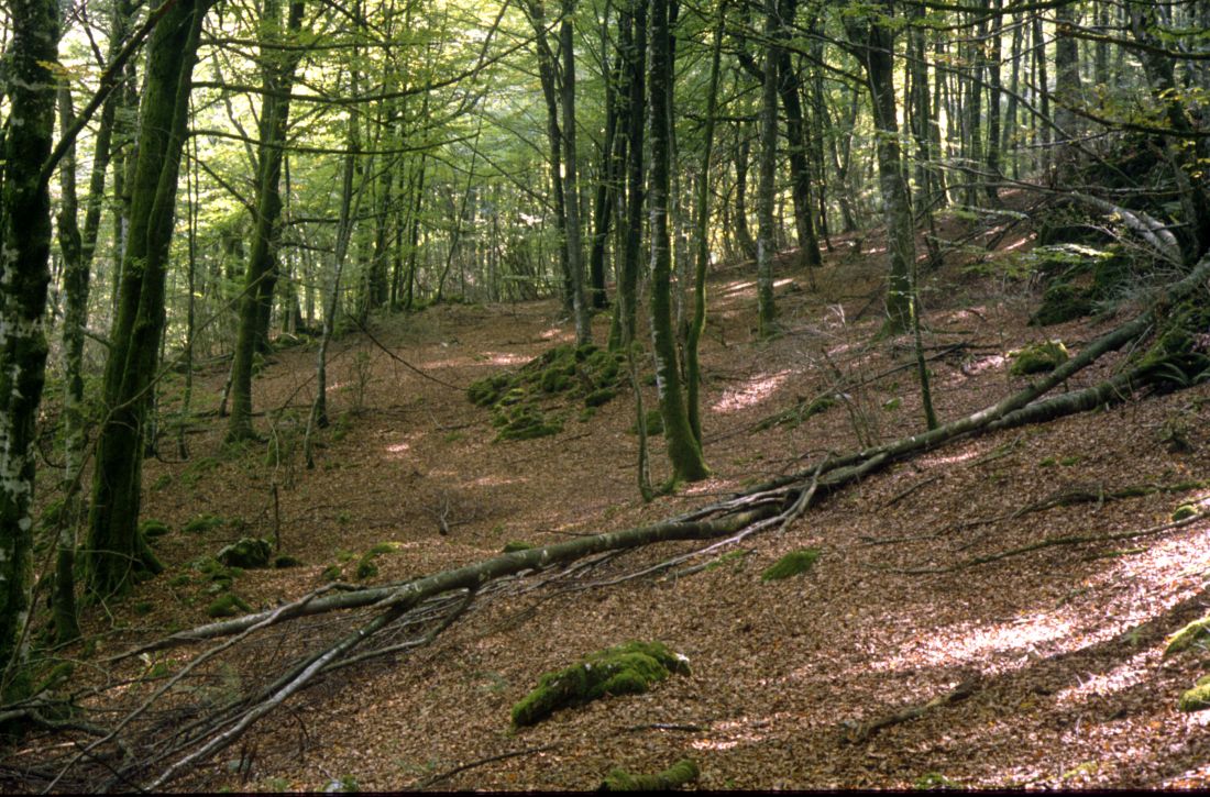 Paseo micológico primaveral por los hayedos de Ripa (Odieta)
