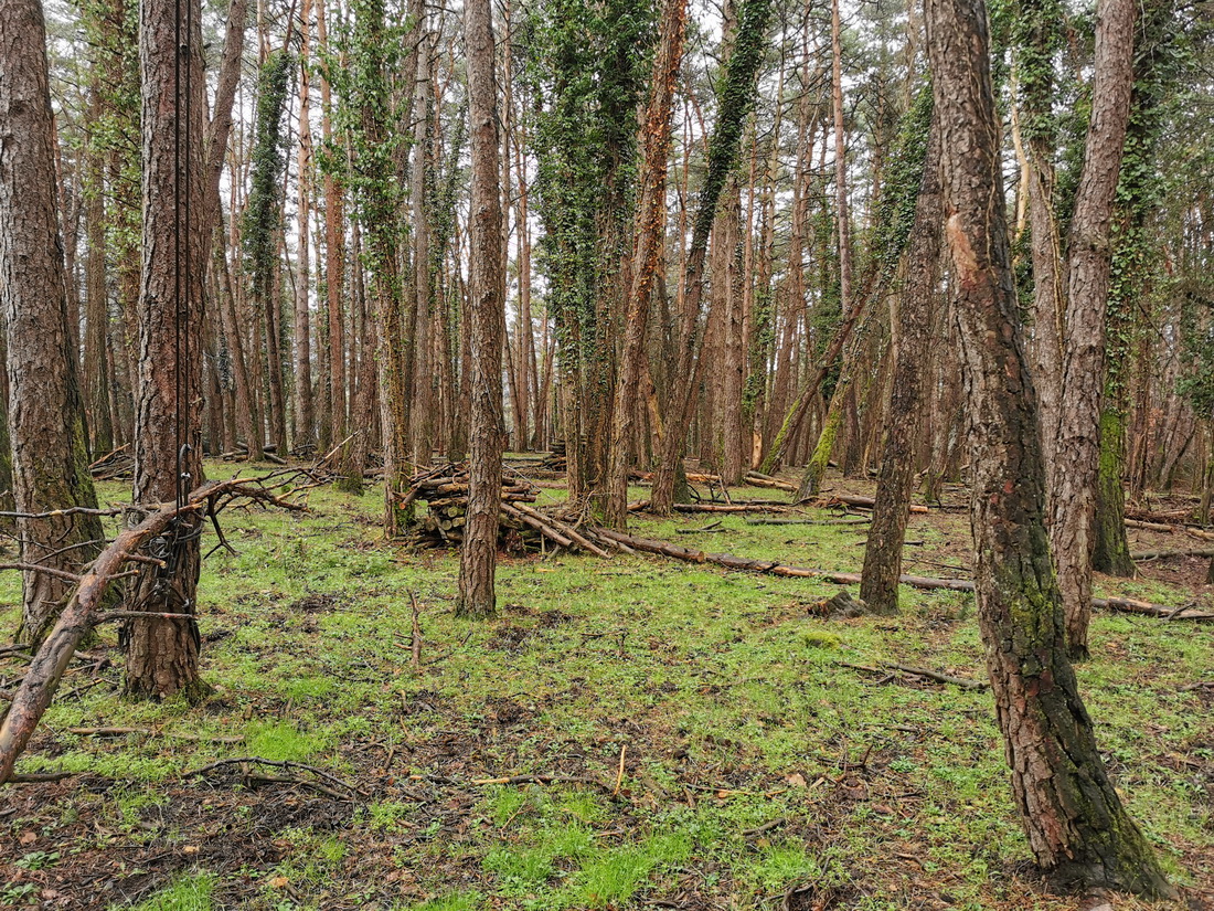 Paseo micológico primaveral por los pinares de Pinus sylvestris de Zandio (Olaibar)