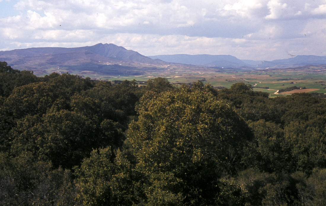 Paseo micológico primaveral por los carrascales de Eulz (Valle de Allín)