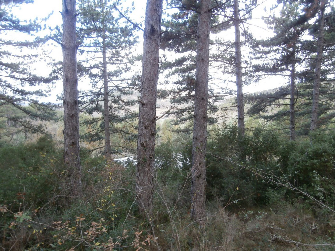 Paseo micológico invernal por los pinares de Pinus halepensis de Pueyo (Valdorba)